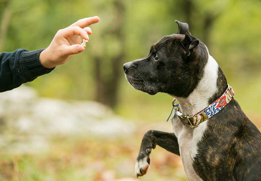 force free dog training article feature